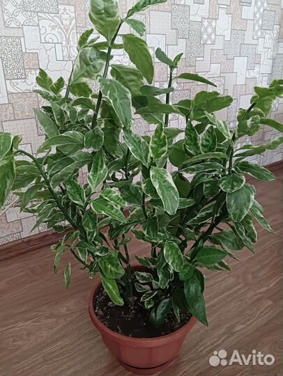 Педиоантус