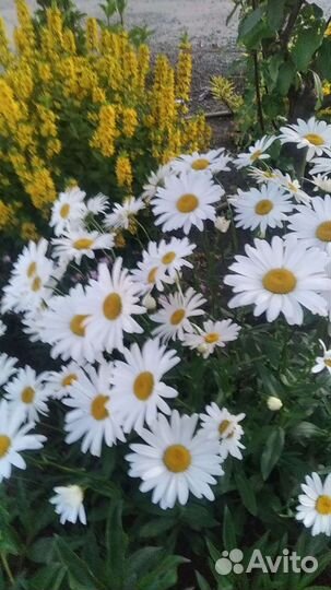 Цветы садовые многолетние