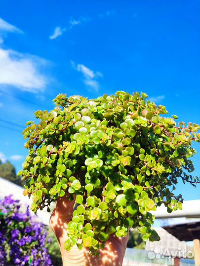 Очиток (седум) Макиной (sedum makinoi)