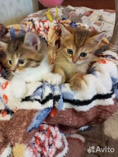 Котята в добрые руки