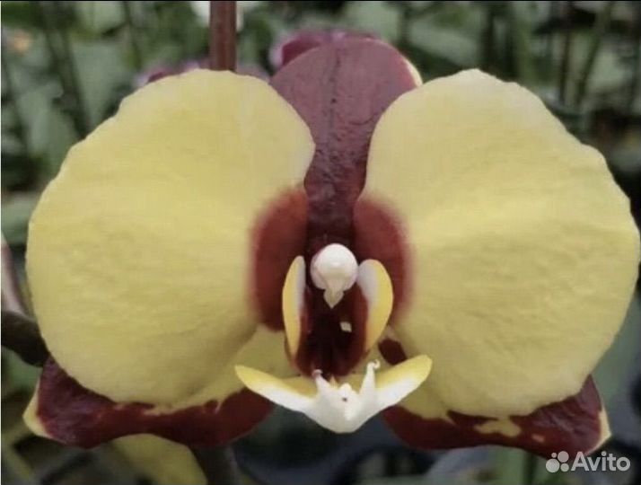 Орхидея Phal Bananarama