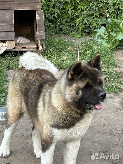 Собака для вязки