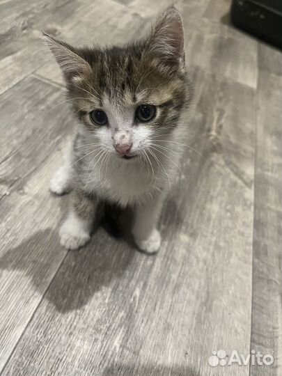 Отдам котенка в добрые руки