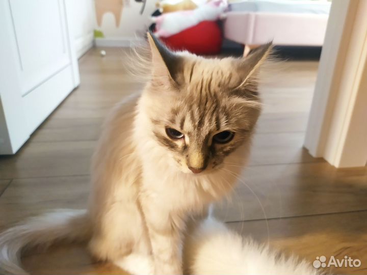 Невская маскарадная кошка