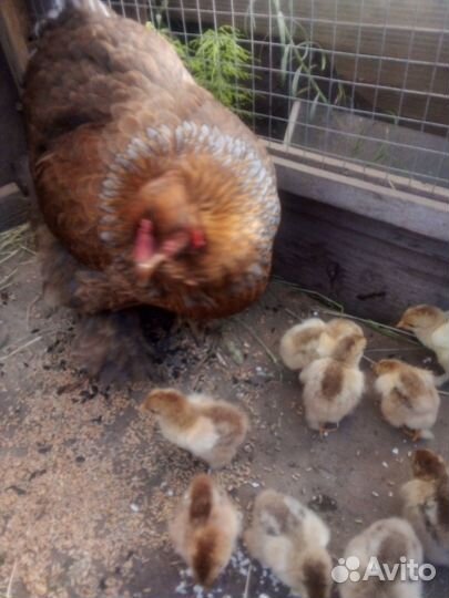 Цыплята и куры брама