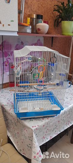 Волнистые попугаи с клеткой