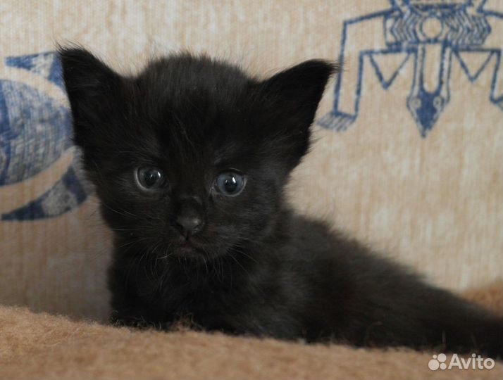 Черные котята с белым пятнышком на грудке - 2 мес