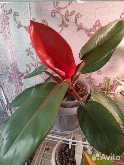 Филодендроны Принц Оранж Клубничный Шейк