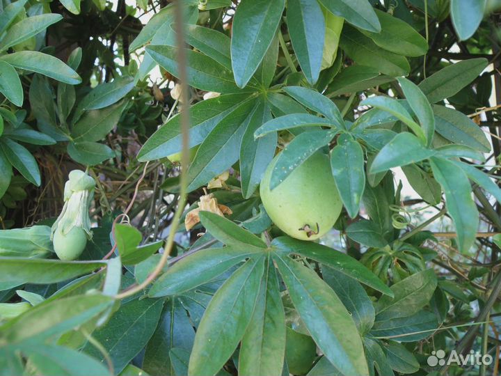 Саженцы Пассифлора Маракуйя Страстоцвет доставка