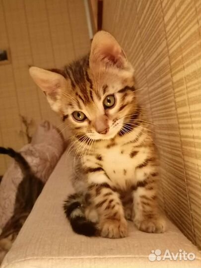 Бенгальский котенок, мальчик