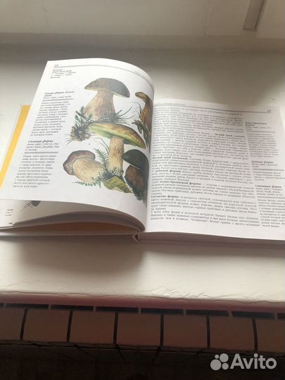Книга-справочник Грибы-250 видов