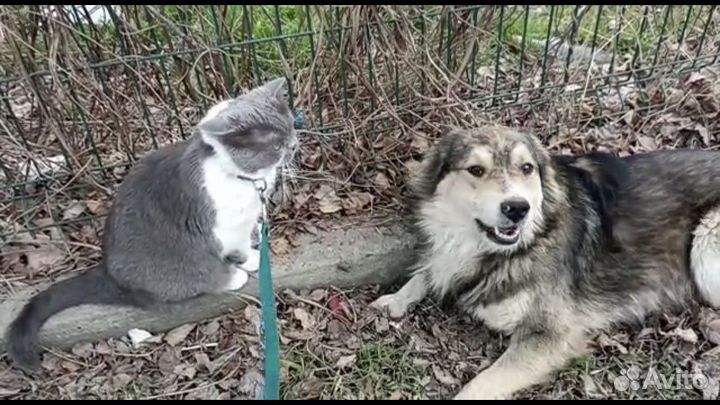 Молодой пес Боська