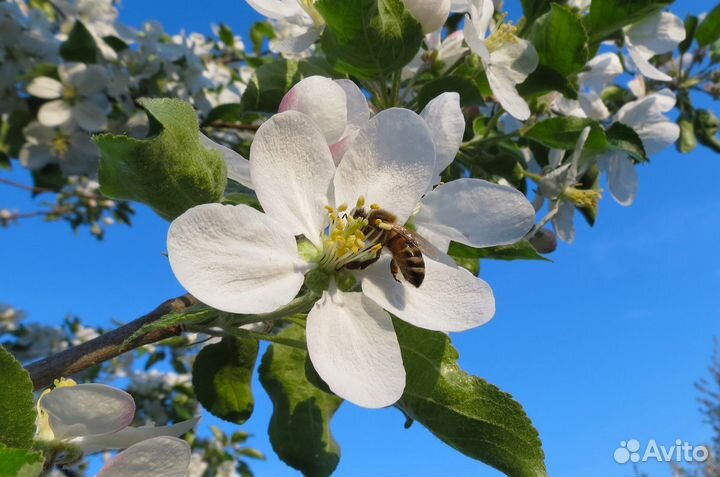 Майский мёд 2024, Акация