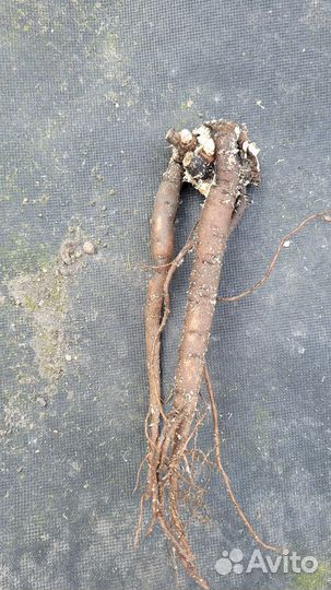 Пион The Fawn (Зе Фаун)