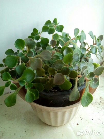 Аихризон, дерево любви