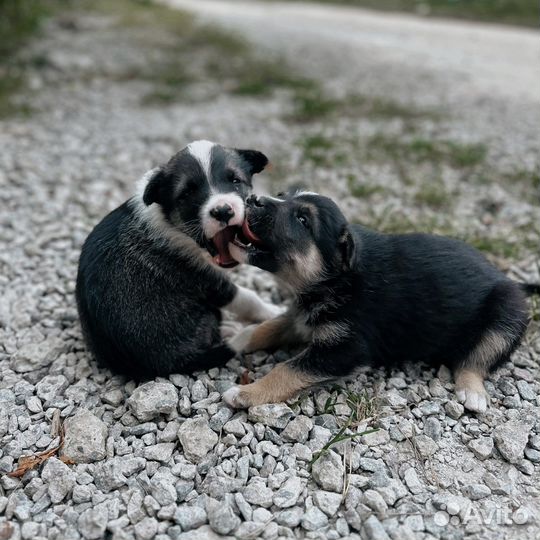 Щенки бесплатно