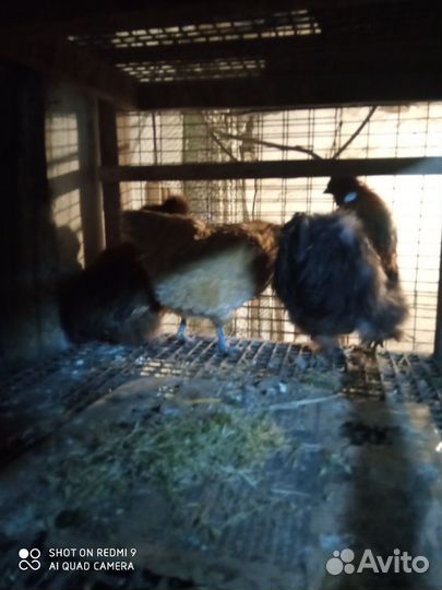 Куры китайские