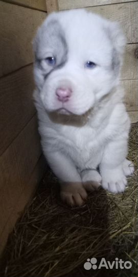 Щенки сао алабай