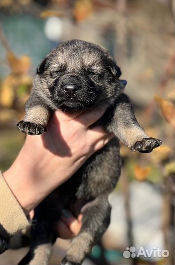 Щенки восточноевропейской овчарки