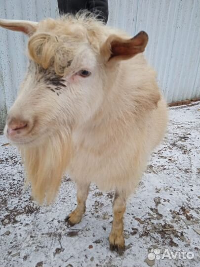 Козел зааненский