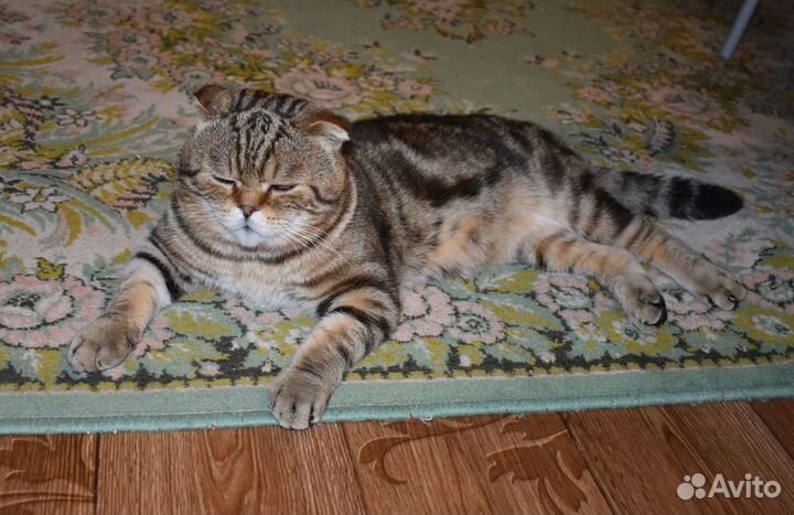 Шотландский кот на вязку