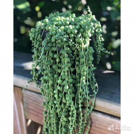 Крестовник Роули(живые бусы)