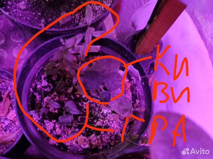 Обмен на растение