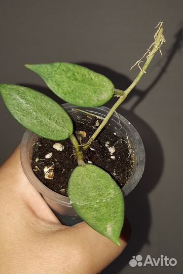 Хойя Сильвер леди