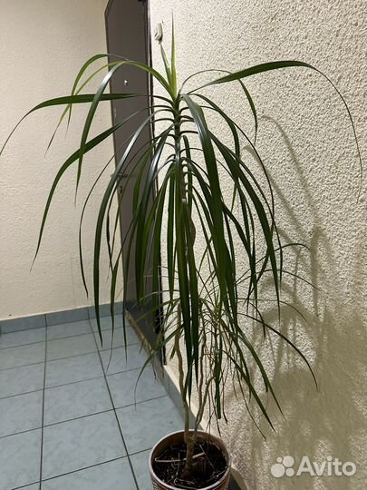 Пальма драцена