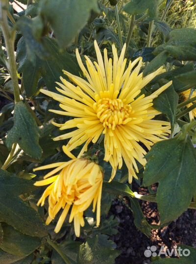 Хризантема