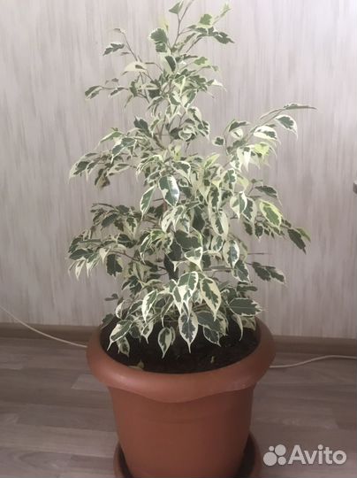 Фикус бенджамина