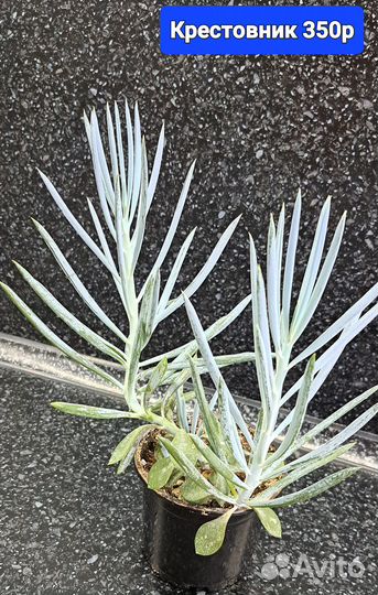 Крестовник