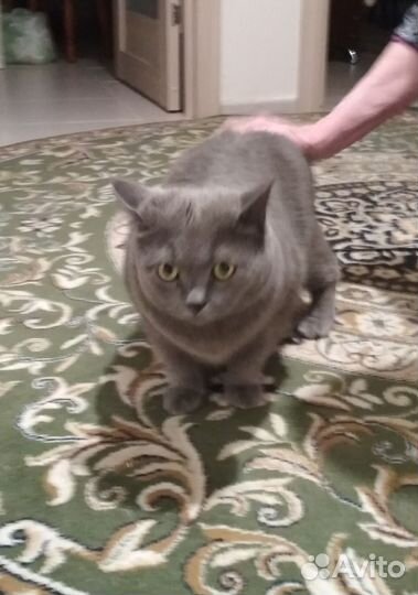 Кот британец в добрые руки