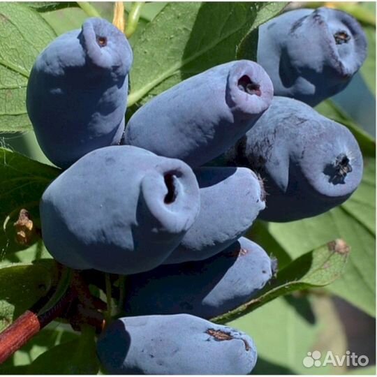 Саженцы жимолости Новинка