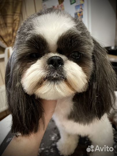 Стрижка животных / груминг