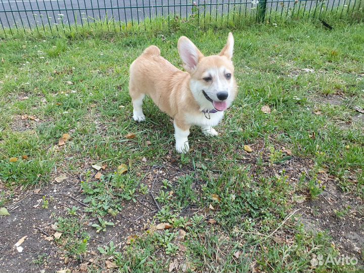 Щенки вельш-корги (коржики)