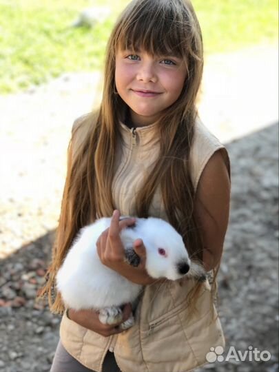 Самцы и самки калифы