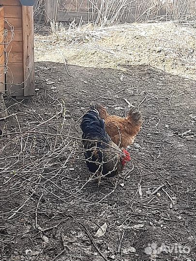 Петух молодой