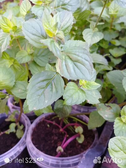 Мята сортовая