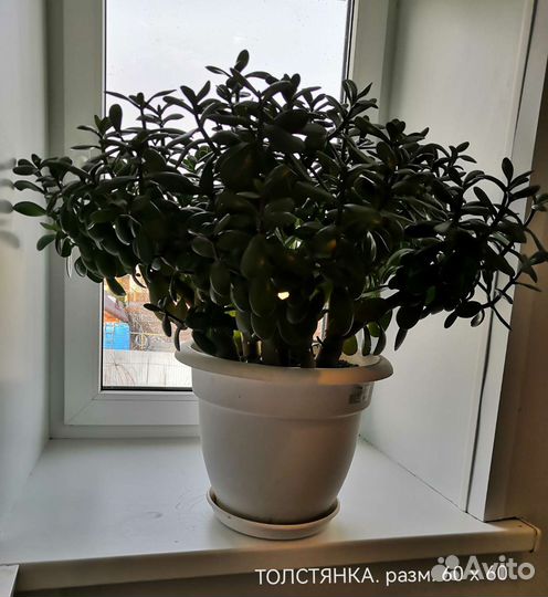 Крупногабаритные цветы