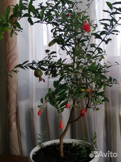 Комнатные растения. гранат