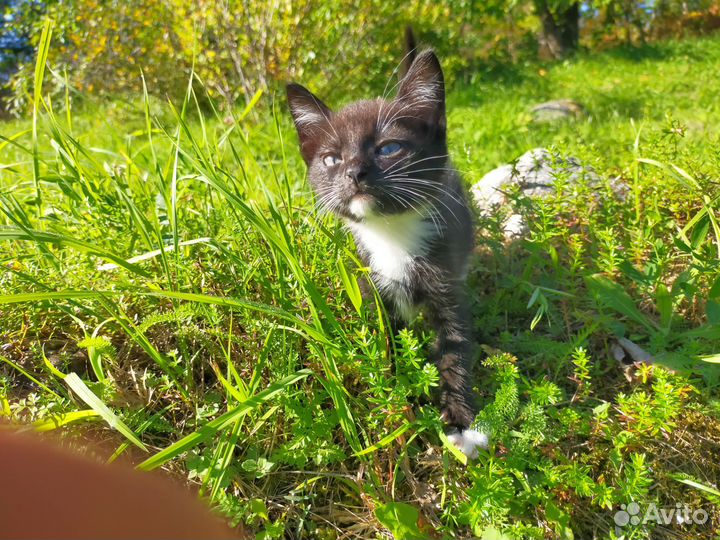 Котята в добрые руки бесплатно
