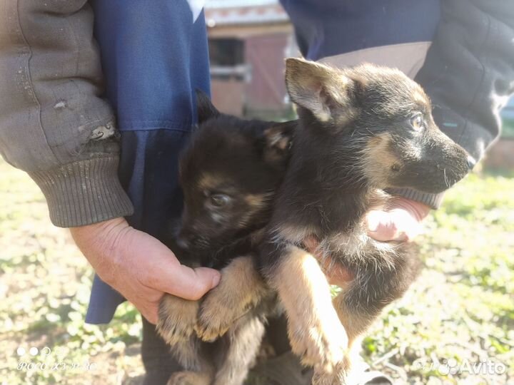 Собаки щенки немецкая овчарка