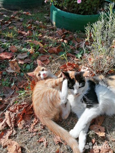 Рыжий котенок