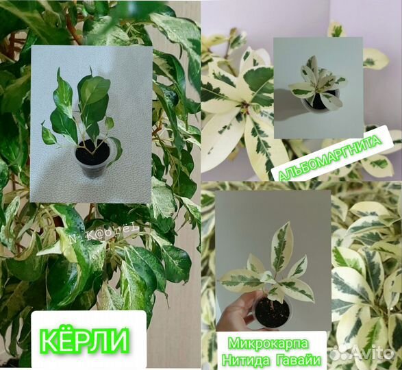 Сортовые фикусы