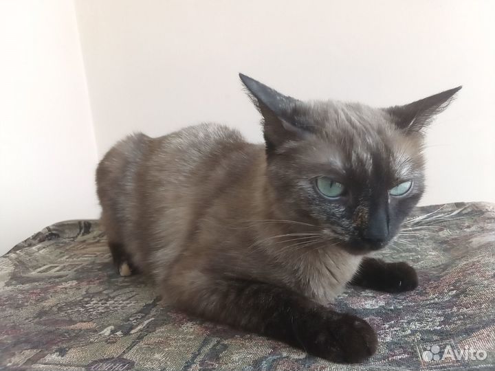Кошка на вязку