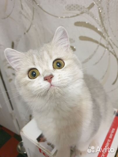 Голубое золото