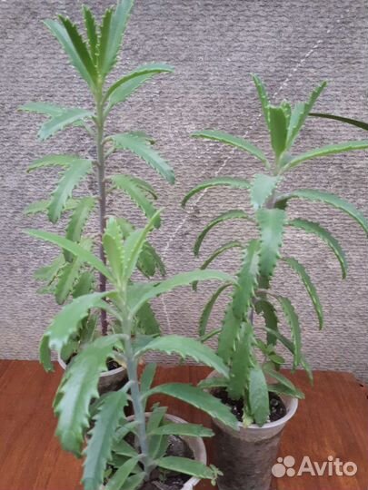 Комнатные растения(сеткреазия, хлорофитум