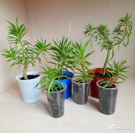 Комнатные цветы