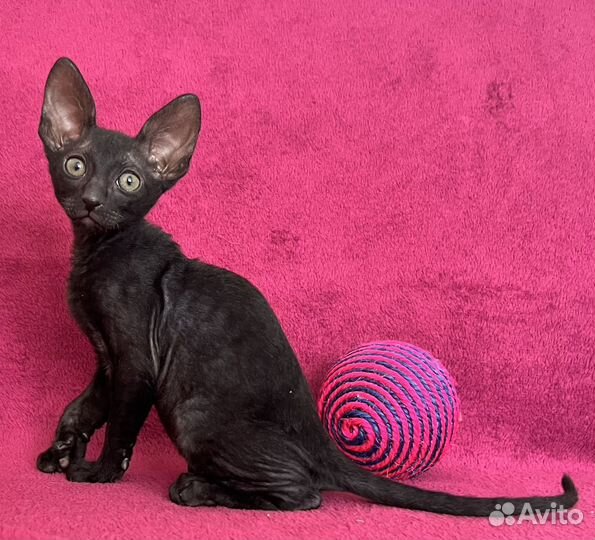 Котята корниш-рекс
